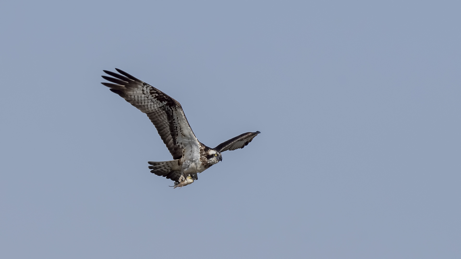 Osprey